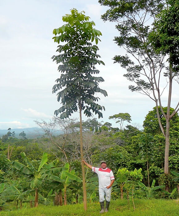 Usuario del proyecto mostrando el crecimiento de un árbol maderable.
