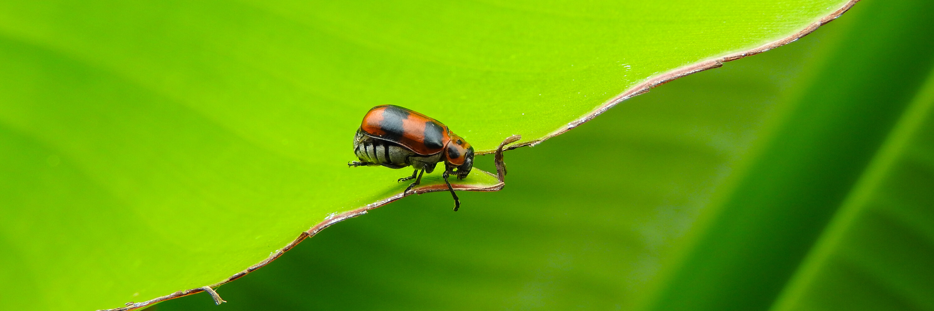 insecto mariquita